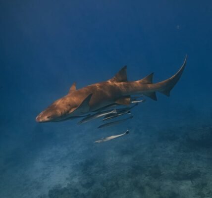 A nurse shark gracefully glides through the ocean accompanied by remoras in a vibrant underwater scene.