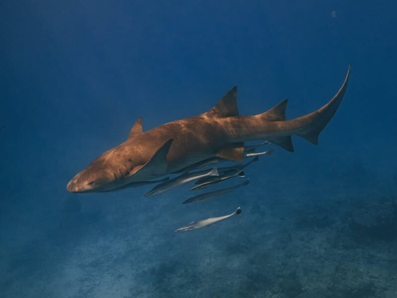 A nurse shark gracefully glides through the ocean accompanied by remoras in a vibrant underwater scene.
