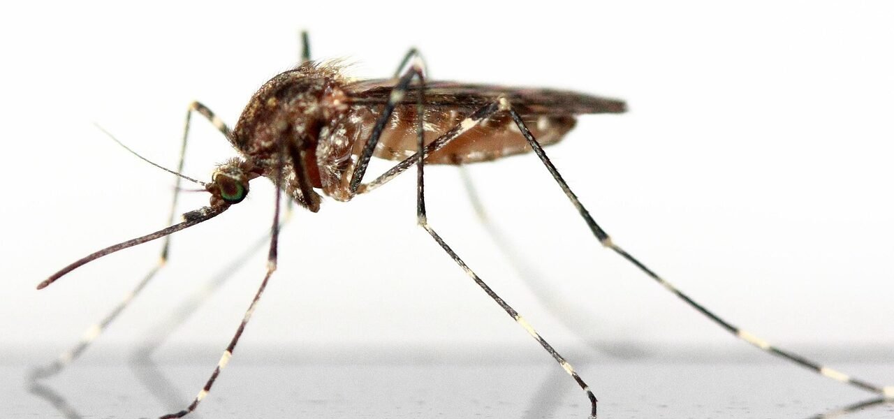 mosquito, insect, schnake, insects, nature, fly, animal, forest