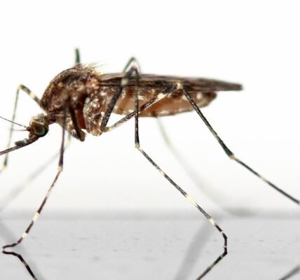 mosquito, insect, schnake, insects, nature, fly, animal, forest