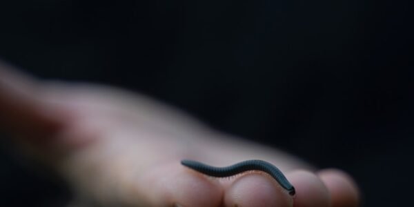 a hand holding a tiny black object in it's palm
