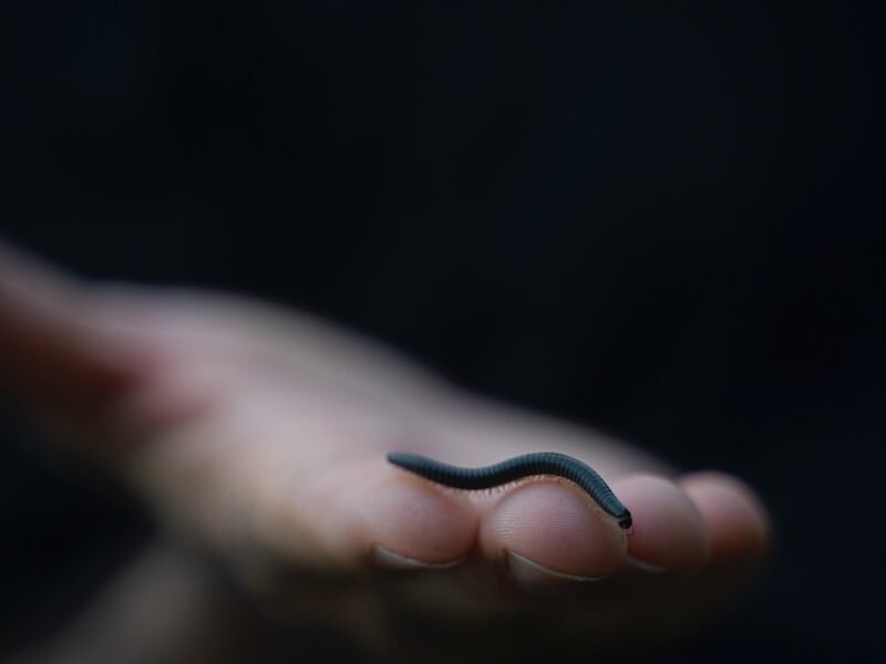a hand holding a tiny black object in it's palm