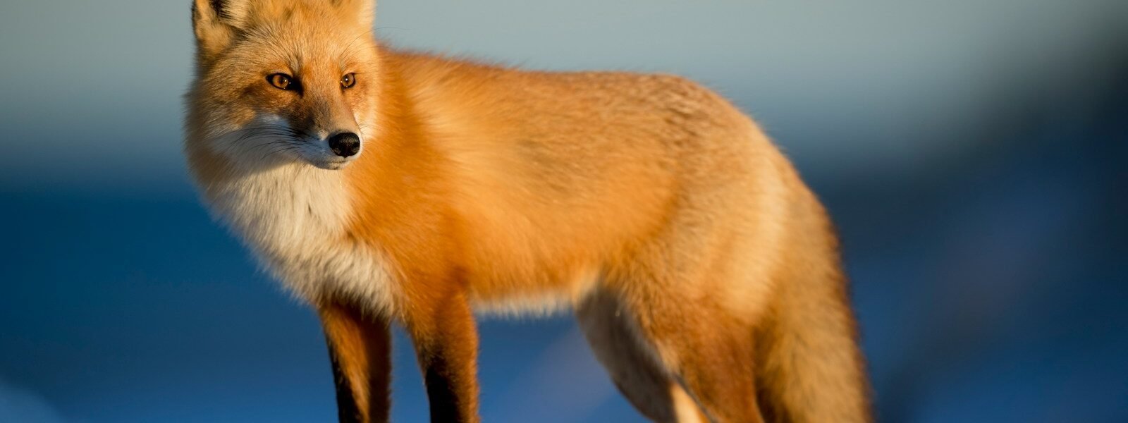 brown fox on snow field