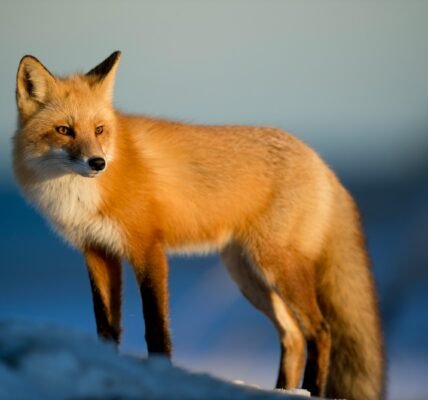 brown fox on snow field