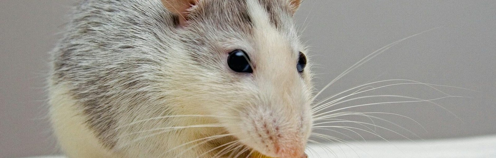 black and white mouse