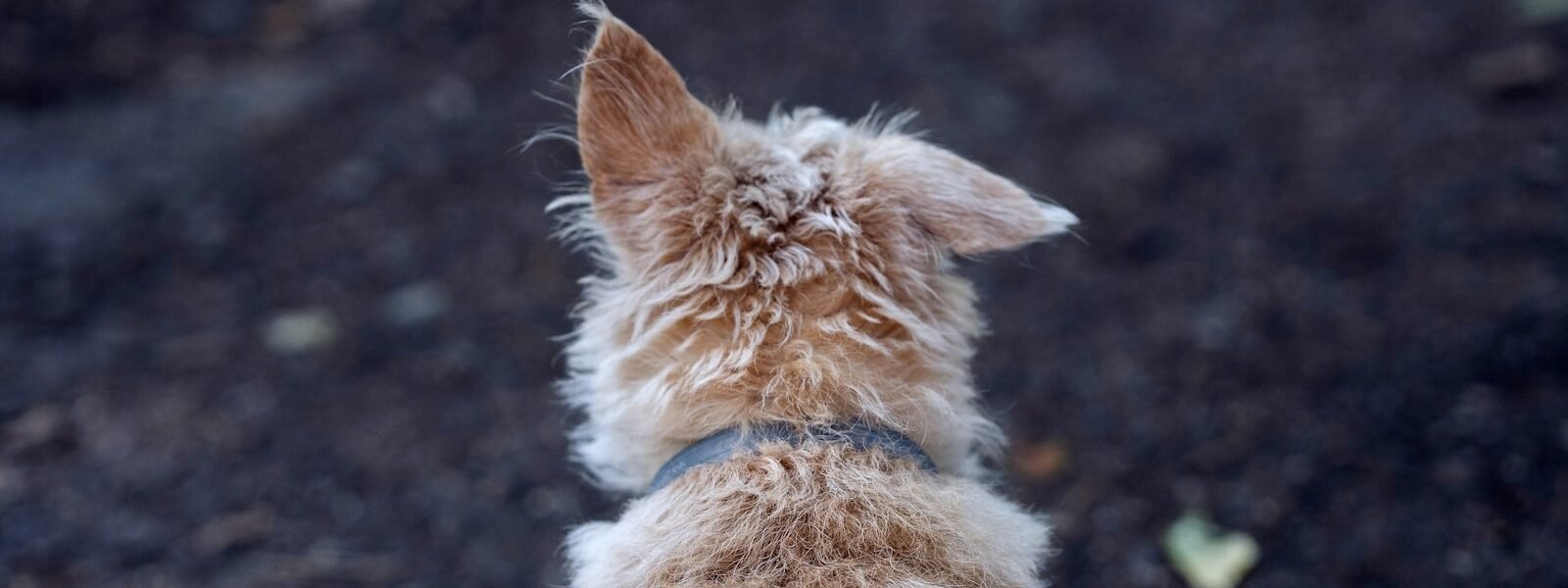 a dog sitting on the ground