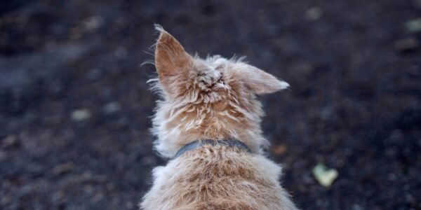 a dog sitting on the ground