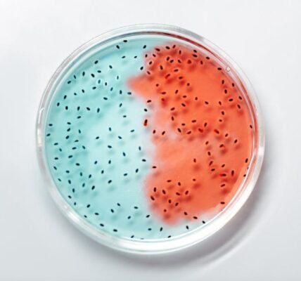 Descubren bacterias intestinales clave para la salud óptima