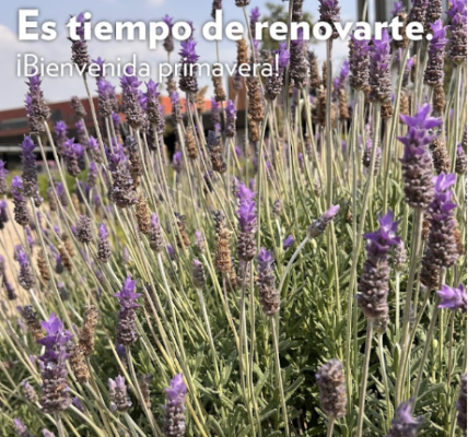 Plaza Satélite florece con 'Primavera Viva', talleres de huertos urbanos y velas botánicas