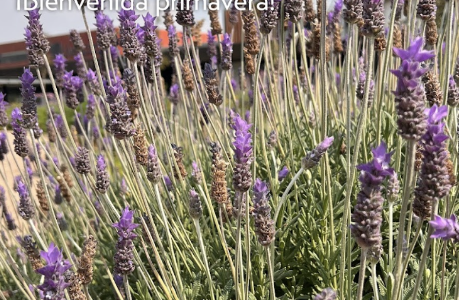 Plaza Satélite florece con 'Primavera Viva', talleres de huertos urbanos y velas botánicas