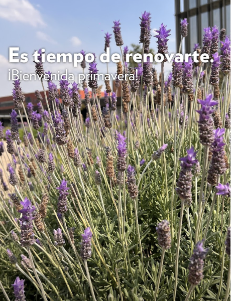 Plaza Satélite florece con 'Primavera Viva', talleres de huertos urbanos y velas botánicas