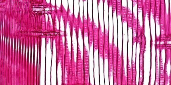 Imagen ilustrativa