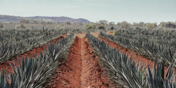 Planeación financiera anticipada: el arte de optimizar presupuestos corporativos hasta 30% rumbo a la recta final del año