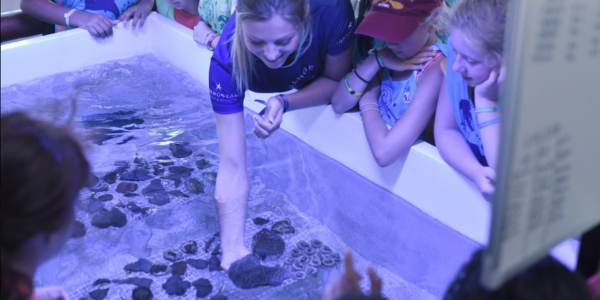 Star Camp: la aventura de Iberostar Beachfront Resorts para aprender divirtiéndose