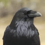 Cortesía
